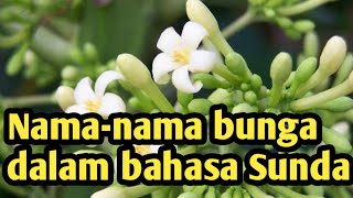 Nama Nama Bunga Dalam Bahasa Sunda Youtube