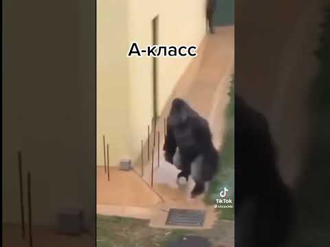 Как разные классы идут в столовку: #тикток #shorts #мем #школа #школота #share #говрек #беседа