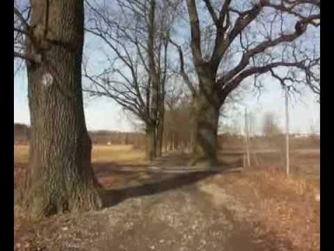 Video: Ako Chrániť Stromy V Januári?