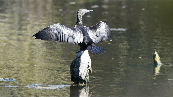 Sydney Olympic Park Waterbird Sanctuary