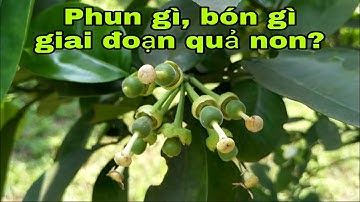 Phun gì, bón gì cho bưởi Diễn giai đoạn quả non? bưởi Rỏn