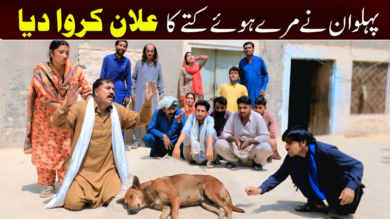 #dog  Bhootna Shoki, Sanam , Bilo , Malangi &  Muskan , Nomi , New Funny Video By Rachnavi Tv2