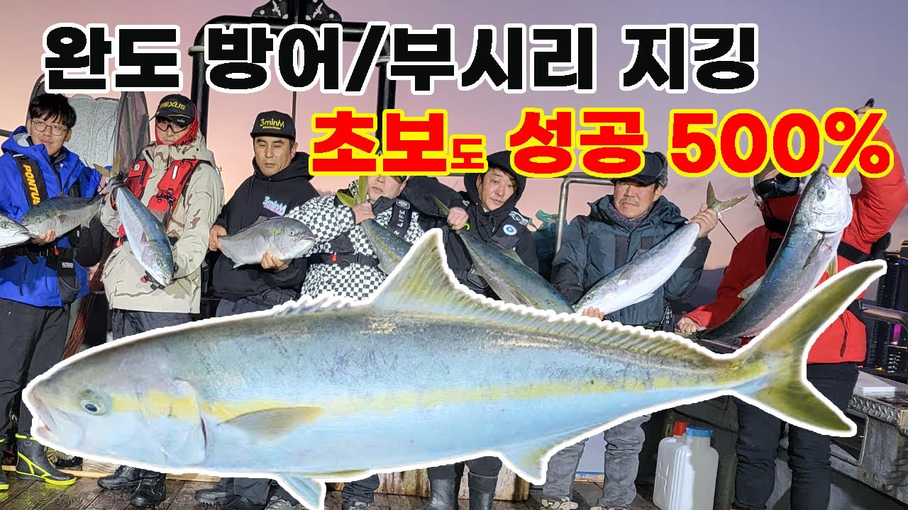 완도 대방어 지깅 초보자도 낚는 확율 500% 미터 부시리는 덤, 대광어도 덤!