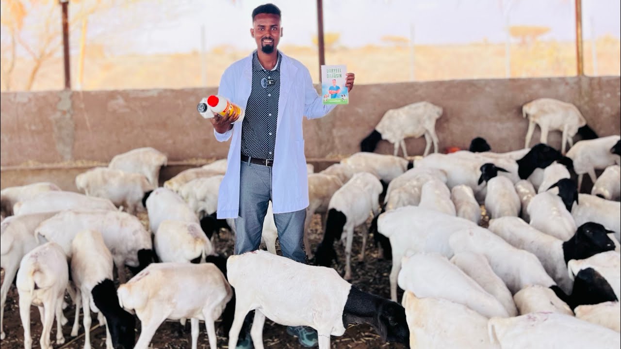 Xoolaha habkan dhaqaale oga samee