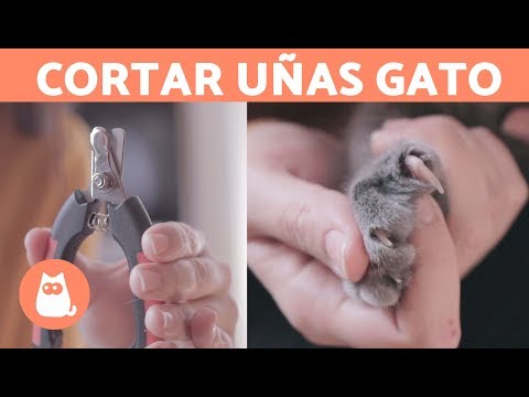 Video: Cómo Cortar Las Garras De Un Gatito