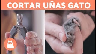 Cómo Cortarle Las Uñas A Un Gato? Paso A Paso Fácil