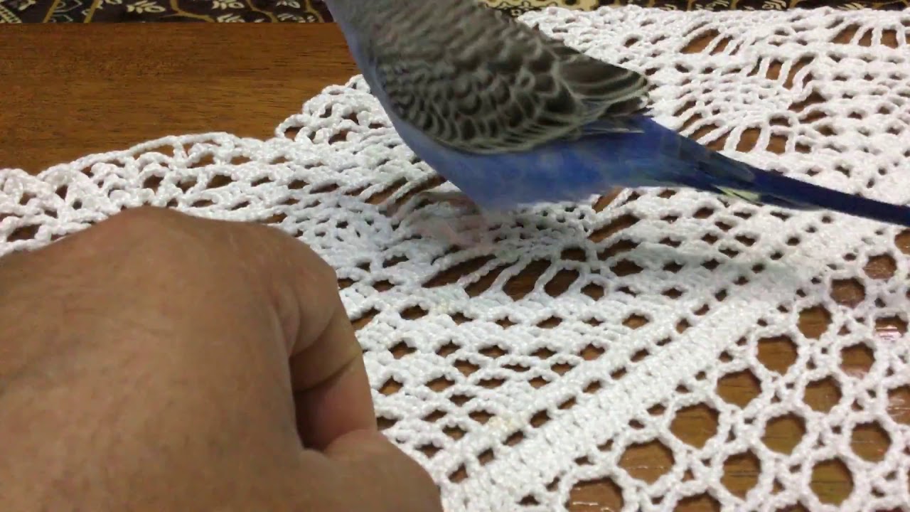 الأيام الأولى في ترويض البادجي