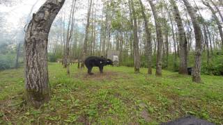 archery 30 yard explosive target