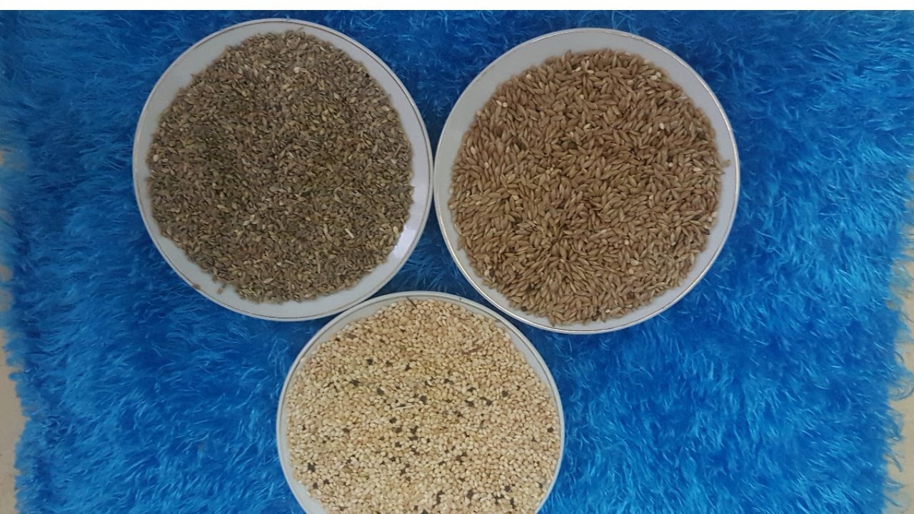 خلطة حبوب البادجي و نسب الحبوب الصحيحة.