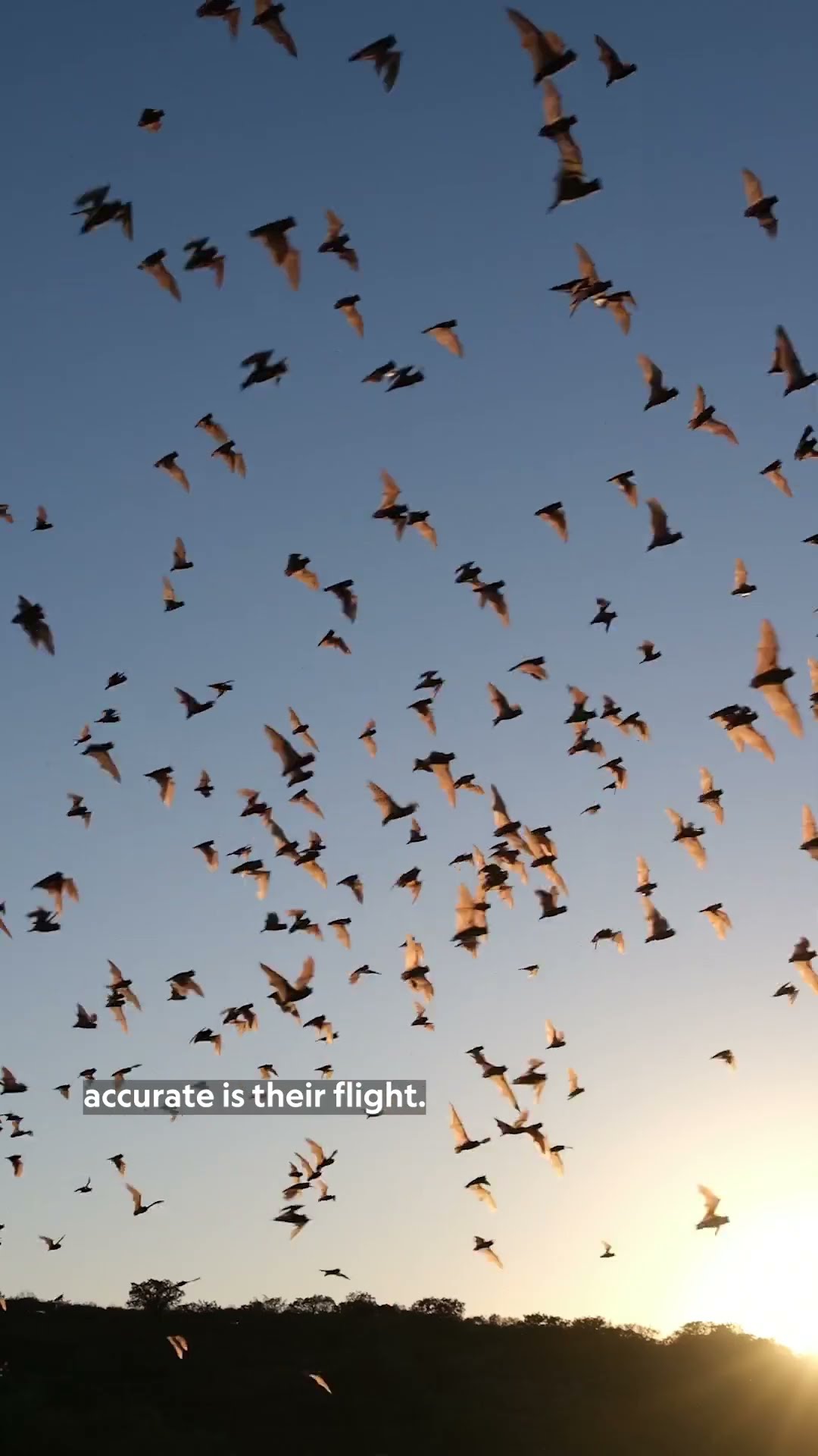 Have you ever seen a batnado? #NationalGeographic #Bats #Photography