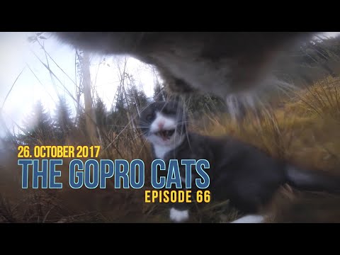 видео: Cat with GoPro : big fight and mouse catch : Ep 66