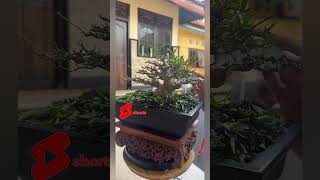 WIRING PROCESS OF BONSAI ANTING PUTRI GOLDEN SMALL THE BEST #shorts #bonsai #bonsaitree #antingputri