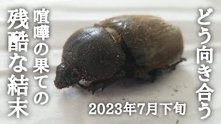 【カブトムシ飼育】【閲覧注意】メス同士 喧嘩の果ての残酷な結末 どう捉えるか