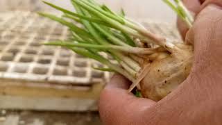 زراعة الثوم في البيت بسهوله  how to grow garlic ta home