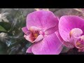 Свежий завоз орхидей в Оби 07 02 2019 г ко Дню Святого Валентина!) Много уценки