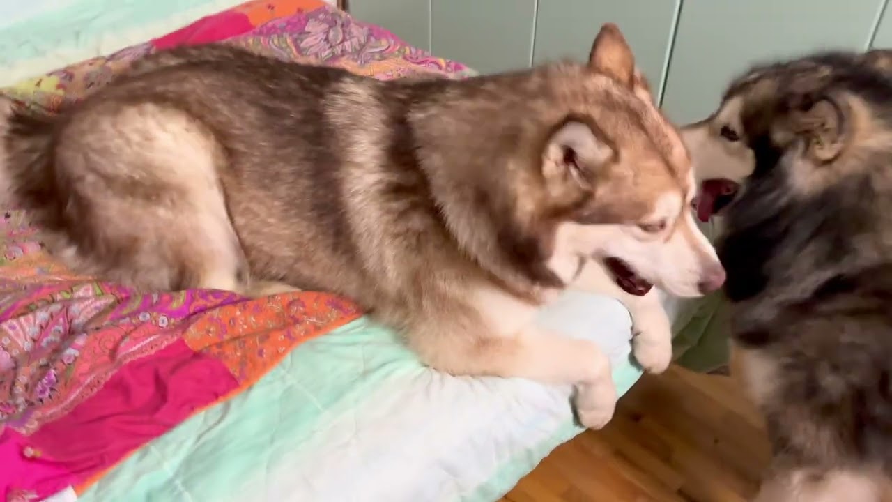 La nostra vita a quattro zampe