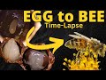 Incredible egg to bee transformation timelapse