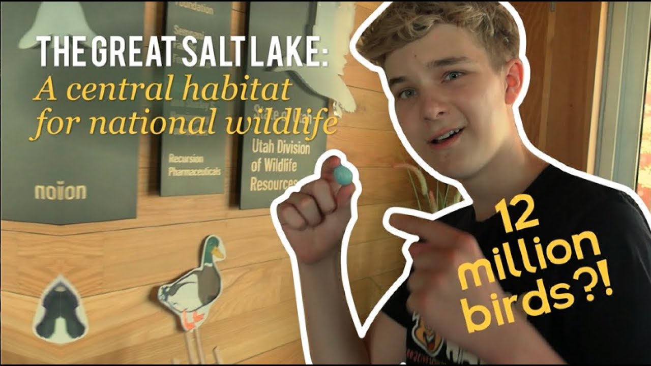 Exploring the Great Salt Lake’s COOLEST Birds!
