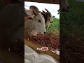 ¡Cuando Llega la Sal, los Toros se Olvidan de Todo! 😂🐂