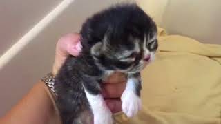 Kittens one week old by NJ family 190 views 6 years ago 1 minute