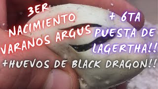 NACIMIENTO DE VARANOS! + 6TA PUESTA DE ARGUS! + HUEVOS DE BLACK DRAGON!!