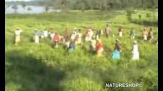 Organic Ginger Farming