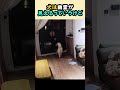 「君たち、なんでそんなに怖がってるの…？」どうやら幽霊を見たらしいワンコたちの突発行動