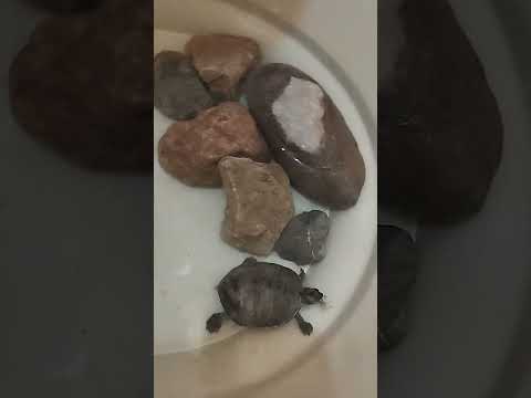 torty feeding on grasshoppers by Good boy