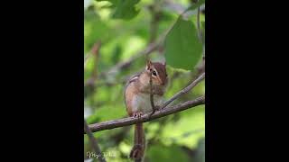 How to wash your face PROPERLY: Chipmunk Tutorial