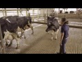 Stockmanship Part 5 Making the Milking Parlor a Happy Place