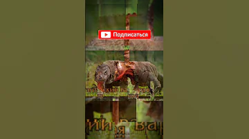 #AnimalsofAustralia#ЖивотныеАвстралии#Австралияжануарлары ЖИВОТНЫЕ АВСТРАЛИИ