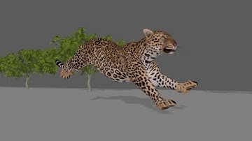 Leopard Running Animation