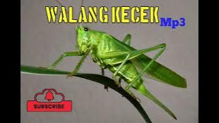 Masteran Walang kecek Mp3 banyak di Cari kicau mania||| Full jeda jangan lupa subscribe