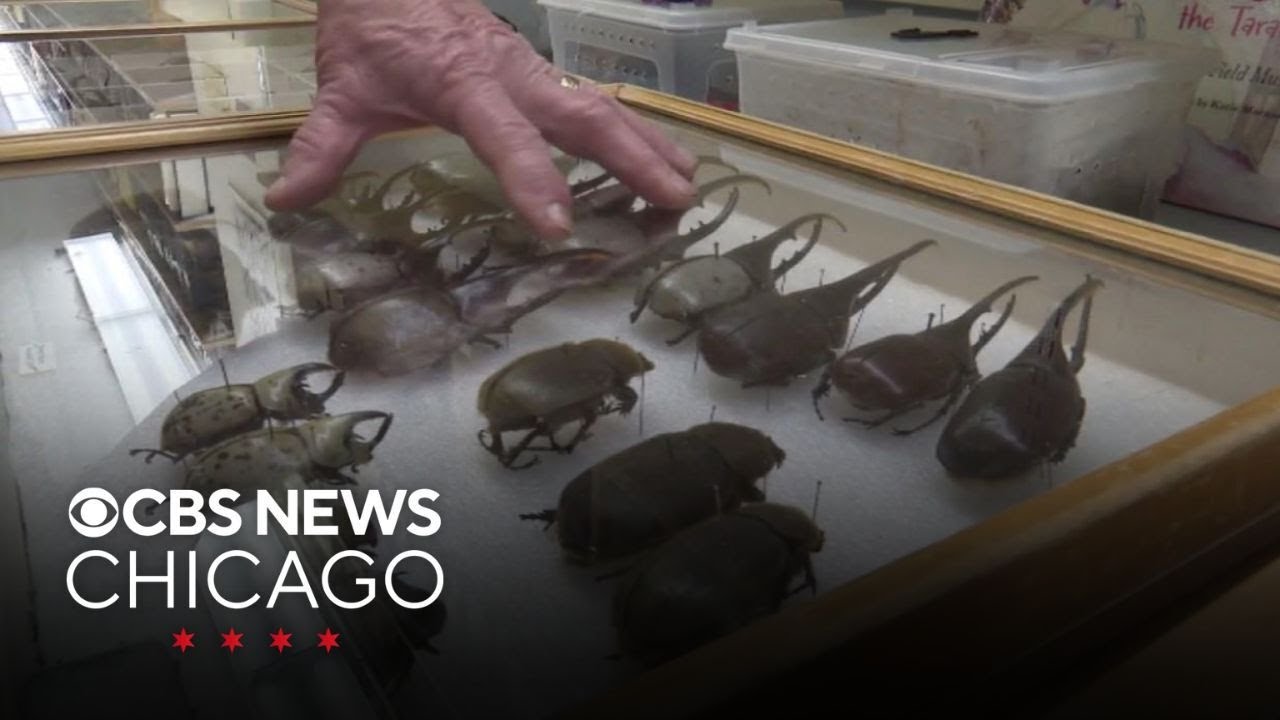 Behind the scenes of the Field Museum's hidden collections