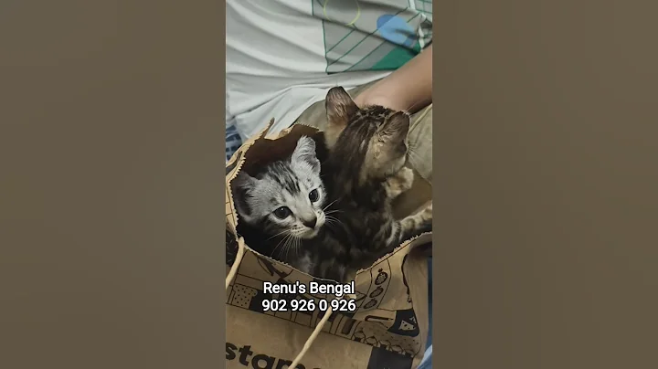 Watch the video about Silver & Brown Bengal kitten in Mumbai #bengalcat #bengalcatlovers #bengalcatlovers #bengalkittens