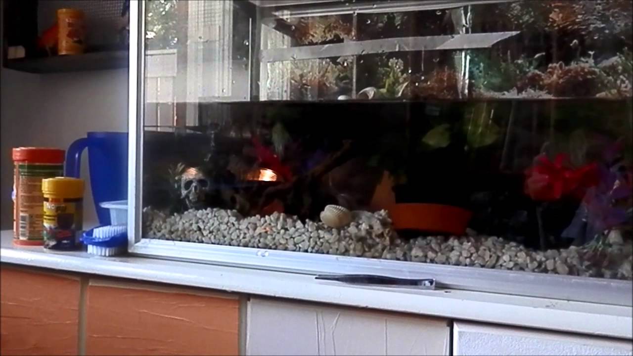 special forces 100 subscribers special: Sergei the newt moves back with Peppi