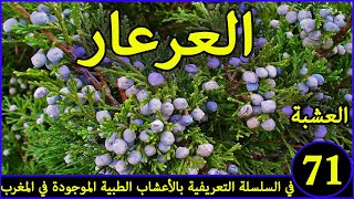 العرعرالعشبة 71 في السلسلة التعريفية بالأعشاب الطبية الموجودة في المغرب