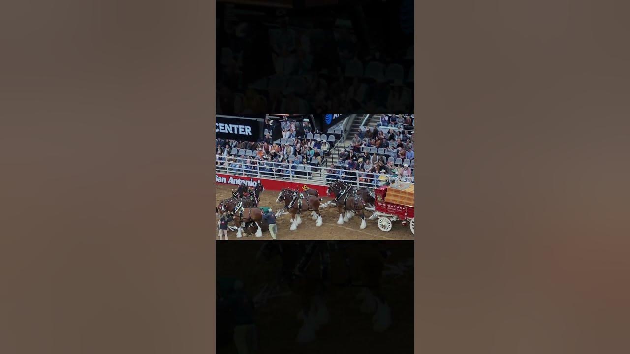 Budweiser Clydesdale Horse Accident 2023 San Antonio Rodeo shorts 
