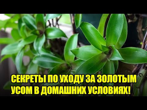 Секреты Цветения Золотого Уса: Правильный Уход И Выращивание / Подкормки Для Каллизии Душистой