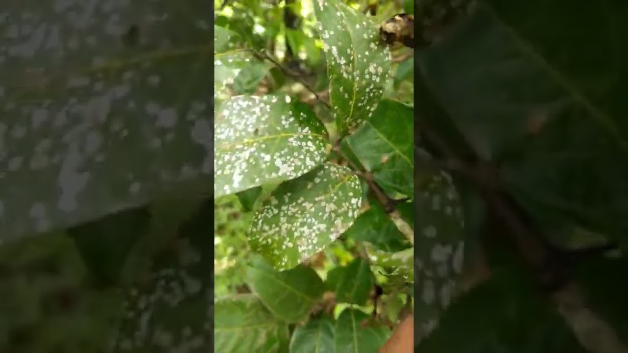 Rambutan leaf infection....comment a solution?.....