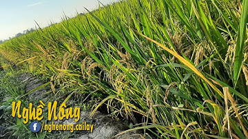 Ruộng lúa chín vàng chờ thu hoạch ở miền Tây