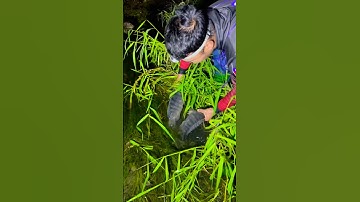 Cá Lớn - Húp nhẹ 2 Rô Phi ẩn nấp trong cỏ 😱 #khacthuyvlogg