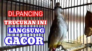 Suara pancingan trucukan agar bunyi jadikan trucukan gacor kepancing trucukan ini