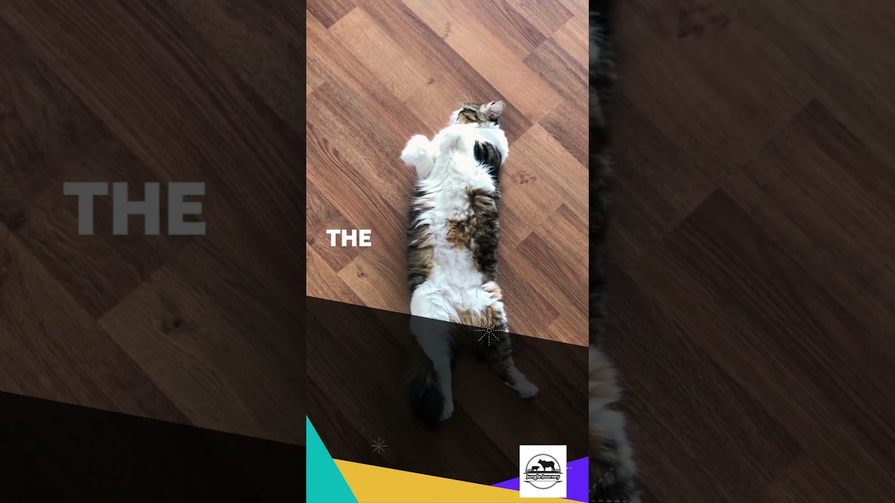 Average lifespan of a cat