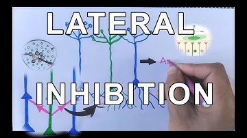 Concept of Lateral Inhibition | Neural Coding