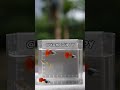 PLATINUM RED TAIL DUMBO EAR 🦋 #guppyworld #guppyfish #prtde #platinumredtaildumboear