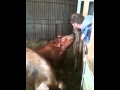 Pigs Sitting For a Treat