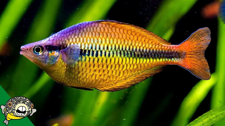 Rainbowfish Fish Room - Gary Lange - Aquarium Co-Op