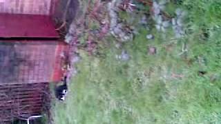 Whisky goes out 22012010(002).mp4