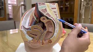 Female Pelvis Model Anatomy Md